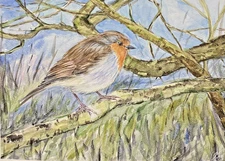 European Robin Bird on Branch  Watercolor Original Painting