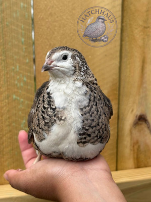 30+ RAINBOW RARE COLORS Coturnix Quail Hatching Eggs - mixed variety