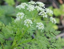 Conium maculatum (hemlock)- 9cm pot, beautiful but poisonous- Lot of 3 plants