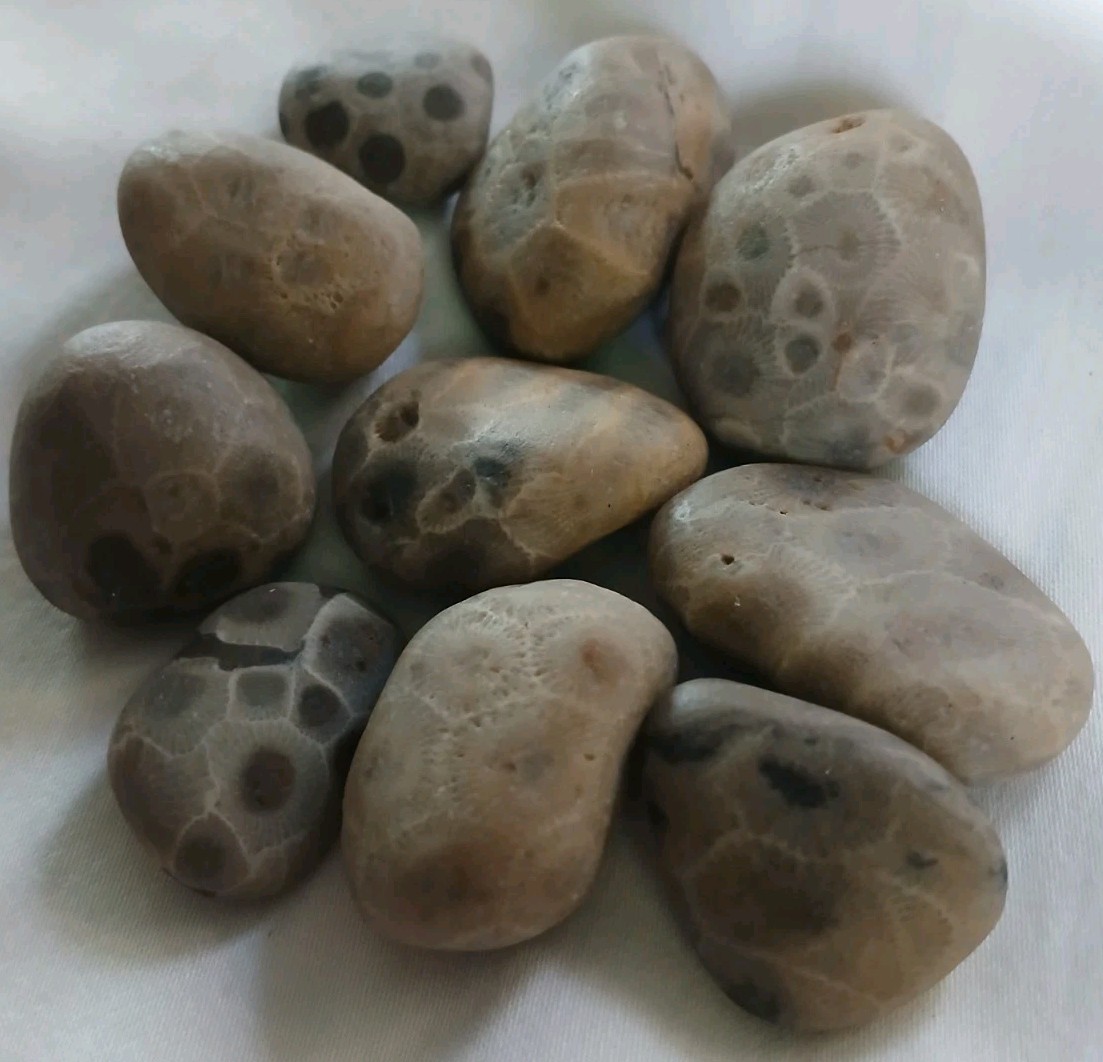 High Quality Michigan Petoskey Stones • 5oz Unploshed • Great Lakes Fossil Coral