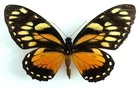 PAPILIO ASCOLIUS ROSENBERGI FEMALE FROM ESMERALDAS, ECUADOR