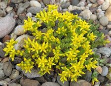 Stonecrop Sedum reflexum  350 seeds perennial + FREE REUSABLE
