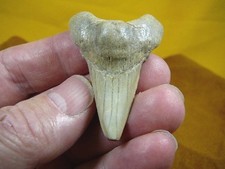 (s1080-4) 1-7/8" Rare KAZAKHSTAN SHARK fossil TOOTH Teeth JEWELRY love sharks