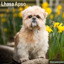 Lhasa Apso Calendar 2026  Square Dog Breed Wall Calendar  16 Month CALENDAR