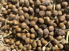 Organic Rabbit Bunny Poo Garden Lawn Manure Fertilizer Hermit Crab Food 2 LBs — photo 2
