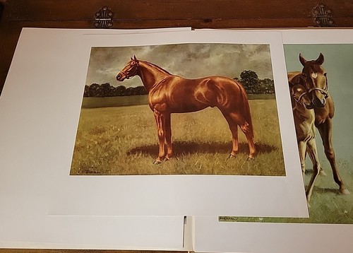 The Look of a Thoroughbred 8 Vntg Horse Prints C.W. Anderson Portfolio Man O War - Picture 6 of 24