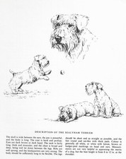 Sealyham Terrier Sketch - CUSTOM MATTED - 1963 Vintage Dog Art Print