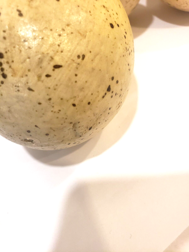 Huevos de pájaro sintético moteado bronceado vintage mate 6 - Imagen 9 de 10
