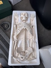 Human Skeleton Model Medical Anatomical Skeleton Life Size Anatomy Teaching