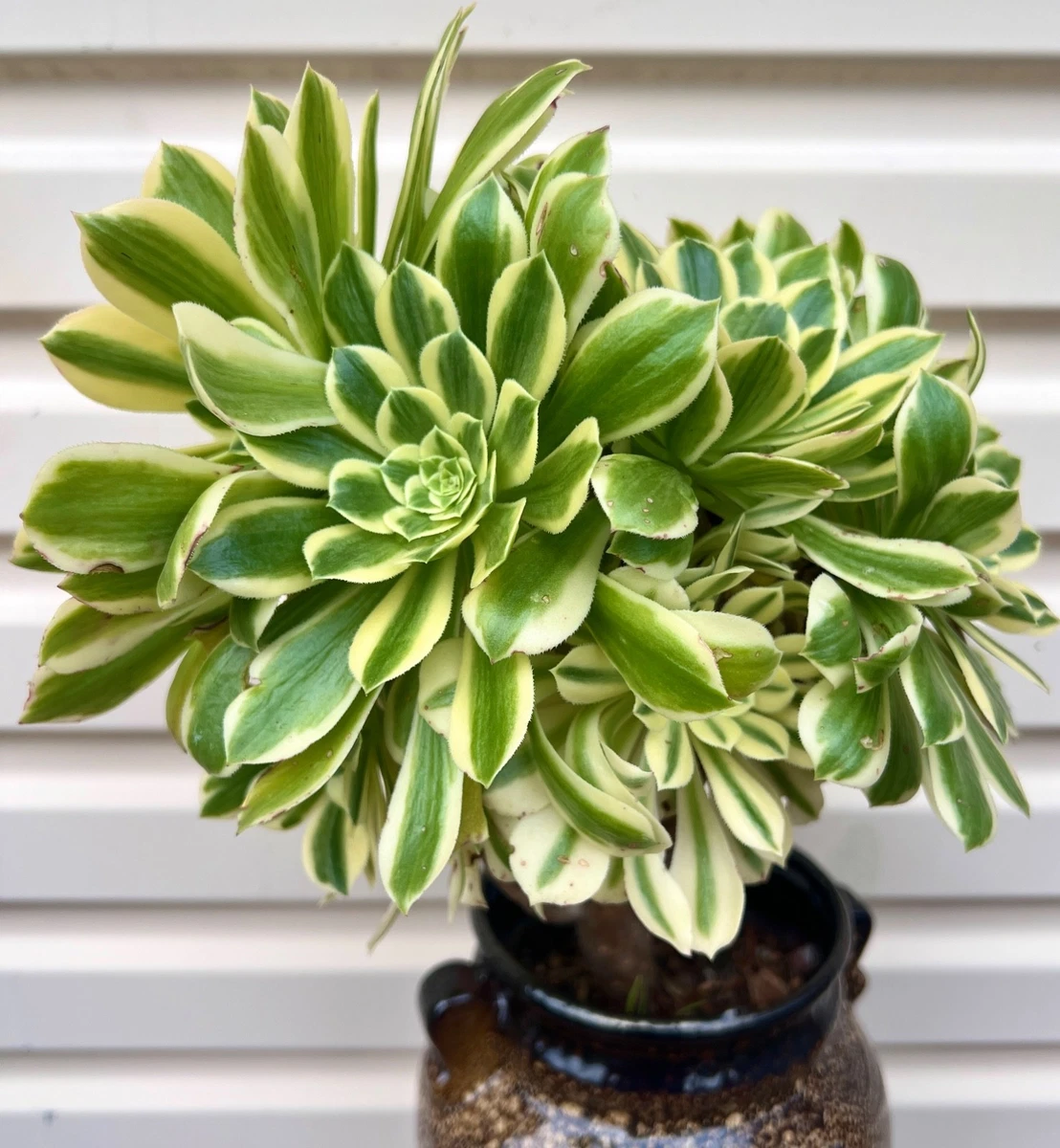 莲花掌切割/叶cactis 、多肉植物| eBay