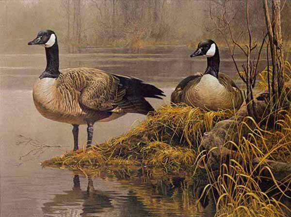 Geese Control Canada Goose Leon Logo Ohio Wildlife Canada Goose