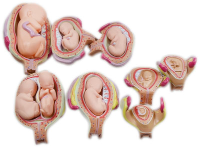INTBUYING Human Embryonic Development Model 8PCS Pregnancy Anatomy Teaching Set.