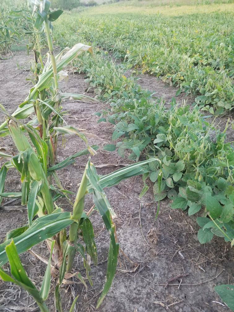 Roundup Ready Field Corn 98 day RM Wildlife Food Plots 5 lb eBay