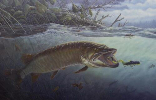 "Terry Doughty ""On The Edge"" estampado artístico de pesca almizclera 25"" x 16" - Imagen 1 de 1