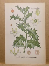 1886 ANTIQUE LITHOGRAPH ILLUSTRATION BOTANY FLOWER FLORA NATURE DECOR PICTURE...