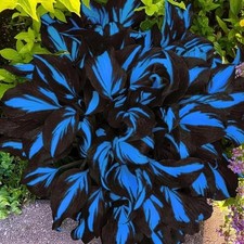 Mixrug 150 Hostas Seed Midnight Blue for Planting Outdoors-Rare Mixed