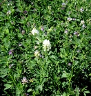 Alfalfa Cover Crop Seeds 1000+ Seeds NON-GMO BUY (4) GET FREE SHIPPING