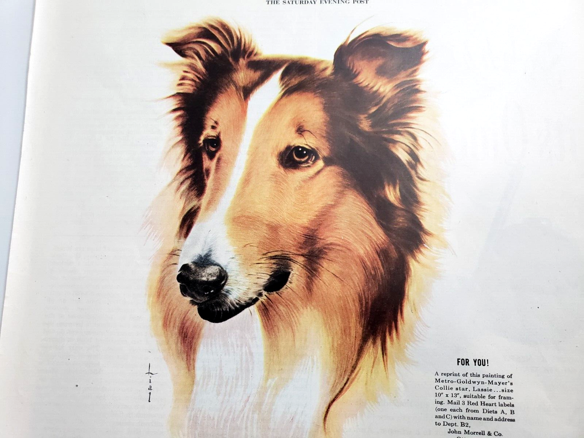 Collie専用購入ページ s-l1200.png