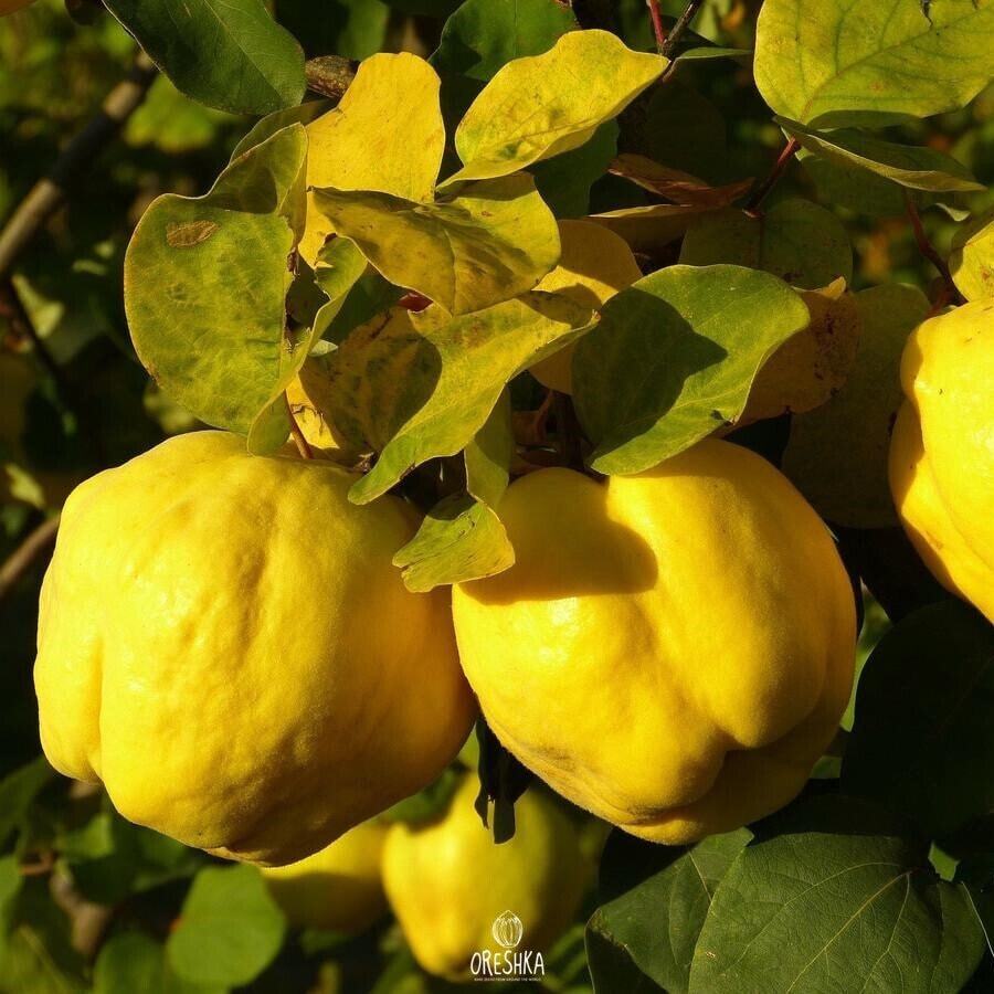 Membrillo común 15+ piezas semillas frescas, semillas de frutas, semillas orgánicas, no transgénicas