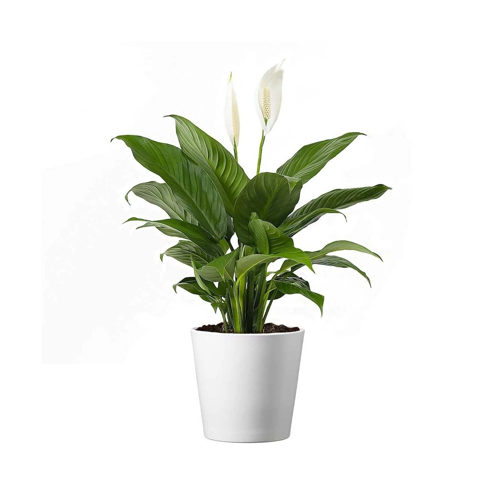 American Plant Exchange Spathiphyllum Peace Lily Live Plant - Thumbnail 5