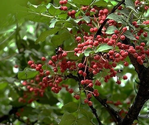 Semillas frescas de pimiento de Sichuan 2024 Zanthoxylum piperitum Foto 3 de 3