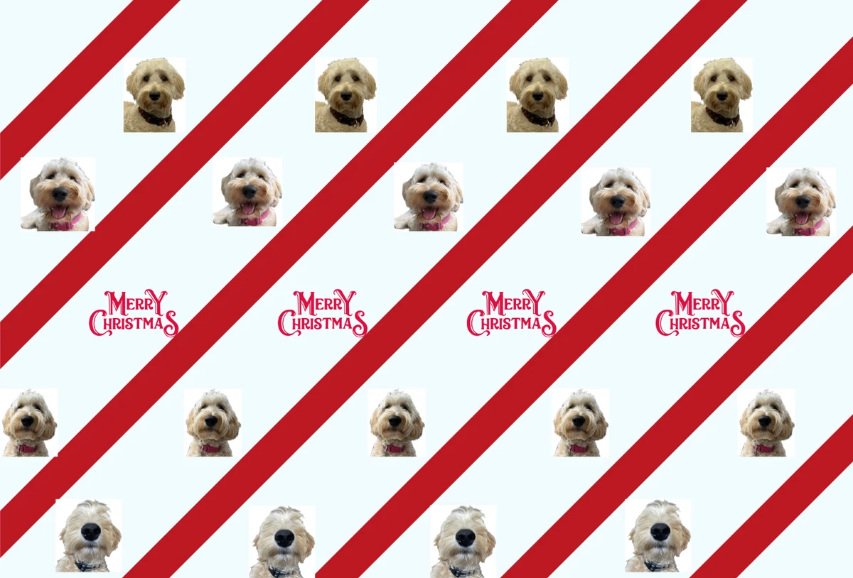 Doodle cavapoo sales