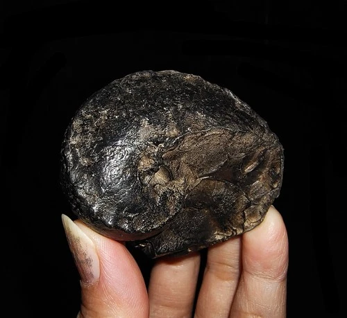 AMAZING AMMONITES! TRIASSIC NAUTILOID NAUTILUS FOSSIL FROM TIMOR, INDONESIA 55MM