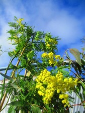 4.5ft (inc. pot) Evergreen Acacia dealbata Hardy Acacia Tree