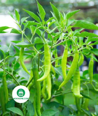 Thai Super Scharf Chili 50+ Samen Thailand Hot Nokihome Saatgut Seed-Ot Thai Cay