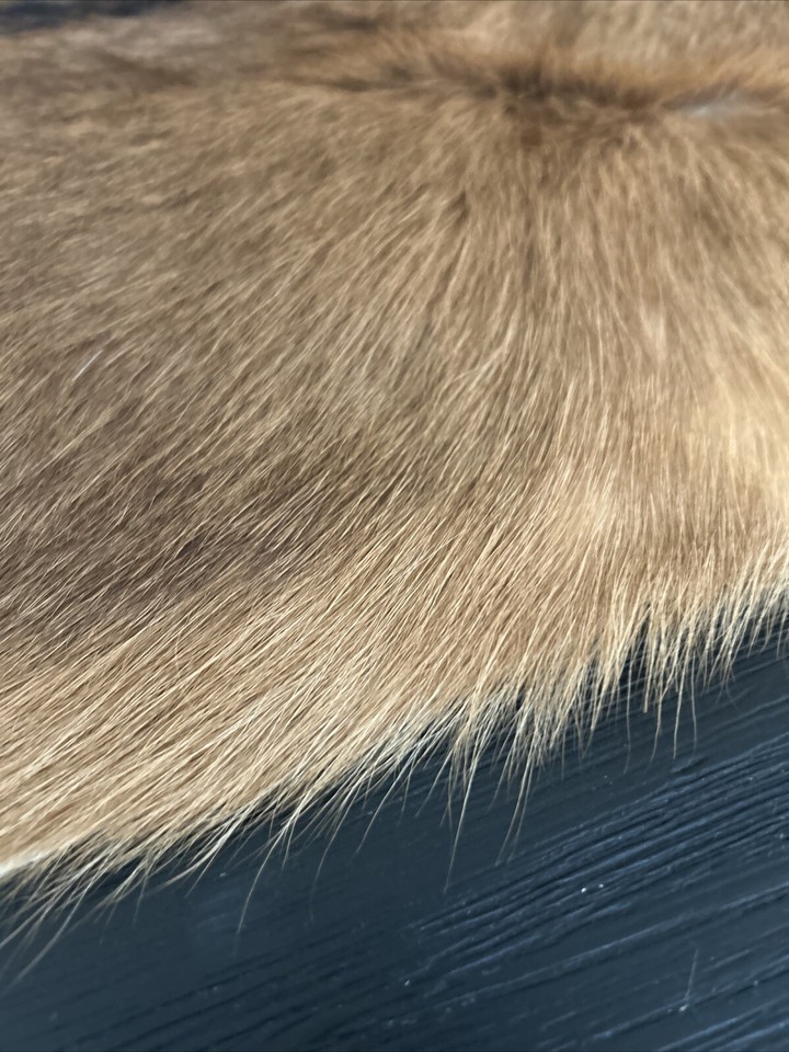 Red Deer Hide Rug Deer Skin Rug Deer Taxidermy Fireplace Deerskin 40x31