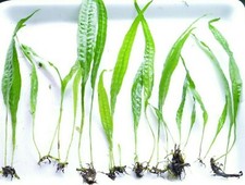 JAVA FERN Microsorum pteropus AQUARIUM  PLANTS TROPICAL fish LIVE Shrimp safe