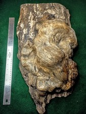 Huge Maple Burl 21x12x8 Sculptural Wood Blank Live Edge Carving Natural Art 8LB