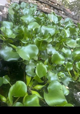 5 Live Water Hyacinth Plants, Purple Flowers, Floating Aquatic Plants for Ponds 