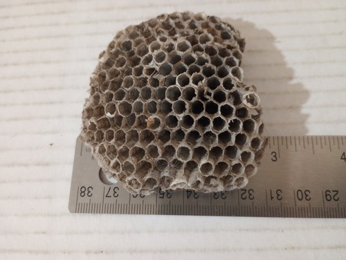 Paper Wasp Hornet Yellow jacket Nest 3" Utah For Science Taxidermy Education