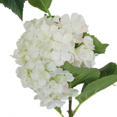 Große Hortensie weiß