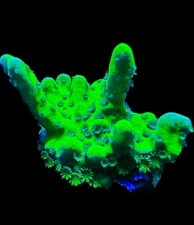 Live Coral Anacropora Slimeball 3/4"-1"