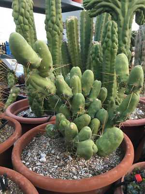 Echinopsis T.bridge 'Small Penis' - Funky Monstrous Growth Unrooted  Pup-Segment | eBay