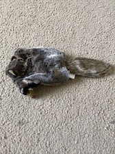 Folkmanis Flying Squirrel Plush Brown Fuzzy Wildlife Hand Puppet 2580