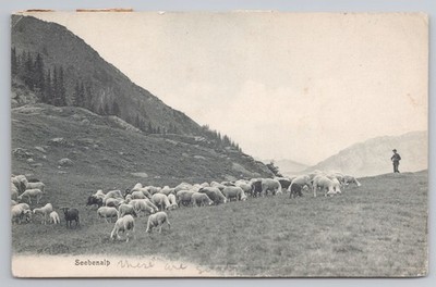 Seebenalp Oberterzen am Wallensee Schweiz 1903 AK Schaf Hirte Ansicht