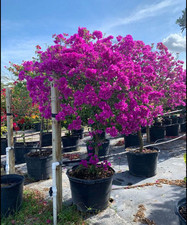  NEW RIVER  Bougainvillea Small Well Rooted Starter Plant RARE VARIETY 