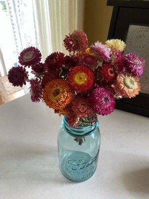 Beautiful STRAWFLOWERS Mix Assorted Bunch BOUQUET Bundle DRIED Flowers USA Auc#3