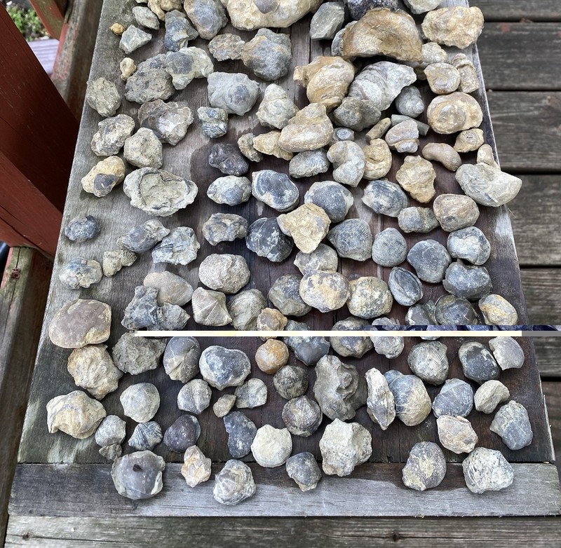 Large Lot Devonian Brachiopods and Gastropods Iowa USA
