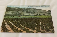 Vintage Lithograph Postcard On Orange Grove Near the Foothills California USA