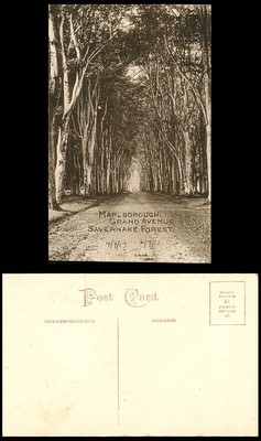 Marlborough Savernake Wald Grand Avenue Bäume Wiltshire 1917 alte Postkarte Sept