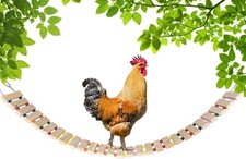 "Chicken Coop Toy size L - Natural Wood Chicken Ladder, Swing, Perch for Hens, P