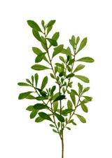 Vintage Bog Myrtle Flowers PREMIUM POSTER FILM PRINT HIGH QUALITY Thick paper