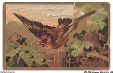 أخرى ادفيرتيسينج كولليكتابليس Chaffinch