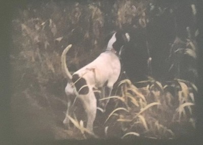  English Pointer  (1970) Super 8mm Film Home Movie, Dog Pointing, Duck Hunt