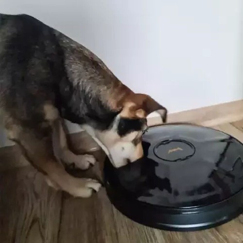 Distributore Automatico Cibo per Gatti Cani Animali Mangiatoia con 6 Scomparti - Foto 5 di 7