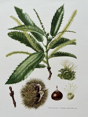 BOTANICAL PRINT CHATAIGNIER CASTANEA SATIVA MILLER